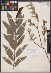 Salix burjatica Nasarow